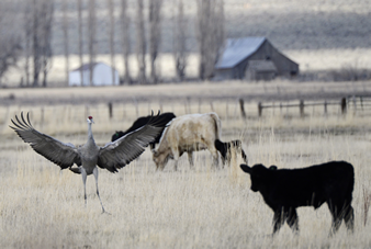 sand hill crane